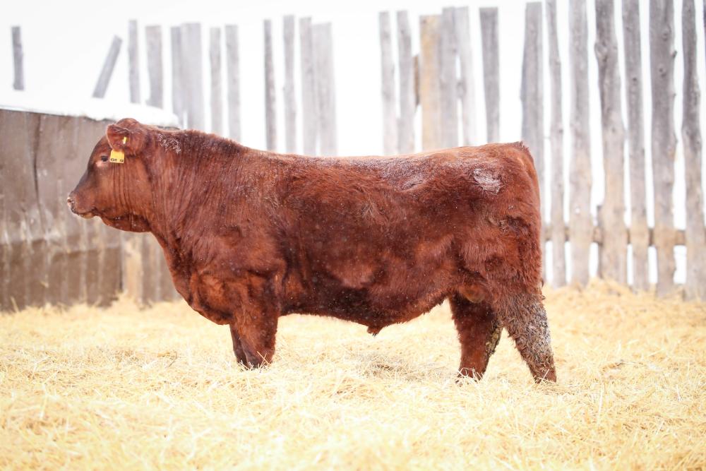 bull